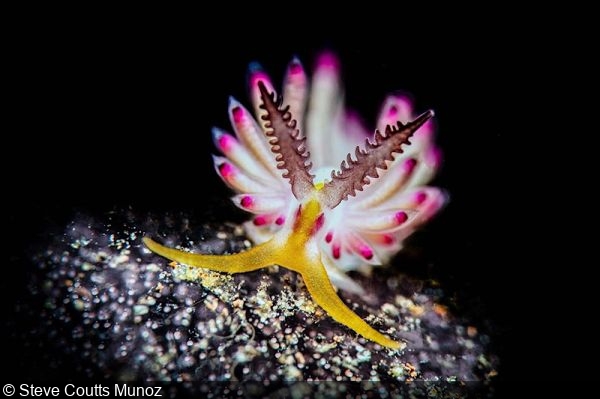 Photographier-des-nudibranches-avec-Steve-Coutts-Munoz