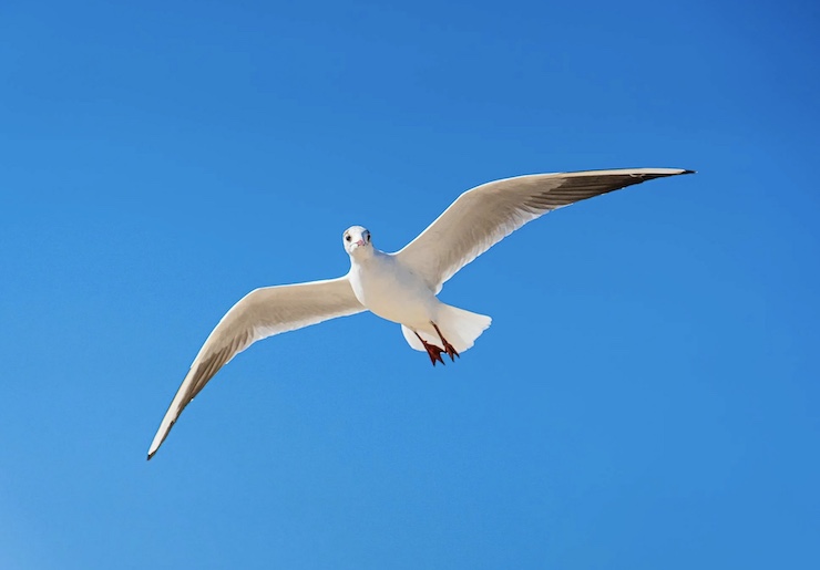 Scientists Study Birds to Help Drones Fly in Bad Weather