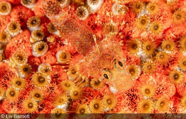 Photographe-de-la-semaine-Liv-Barnett