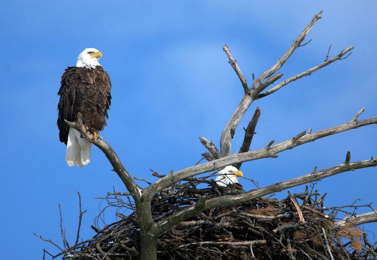 Big Bear Swaps Fireworks for Drones to Protect Bald Eagles