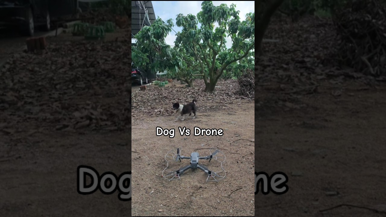 My Dog Doesn't Like My DJI Drone 😅 #dji #drone #shorts #shortsfeed #viralshorts #wgitachi #youtube
