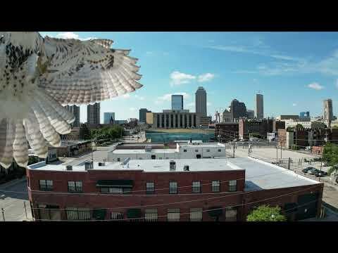 Hawk attaque mon mini 3 Pro