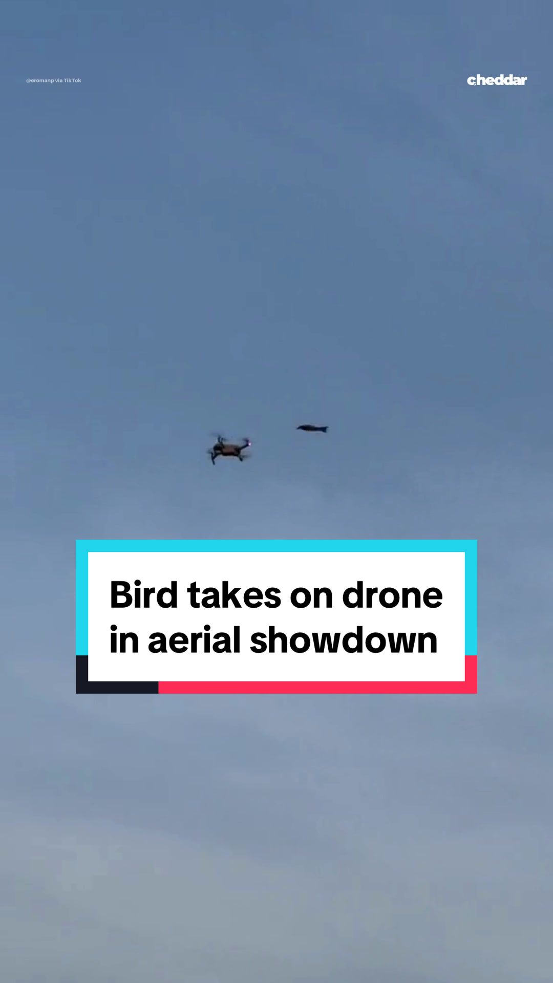 C'est un oiseau, c'est un drone! Une confrontation épique entre un oiseau et un drone s'est déroulé