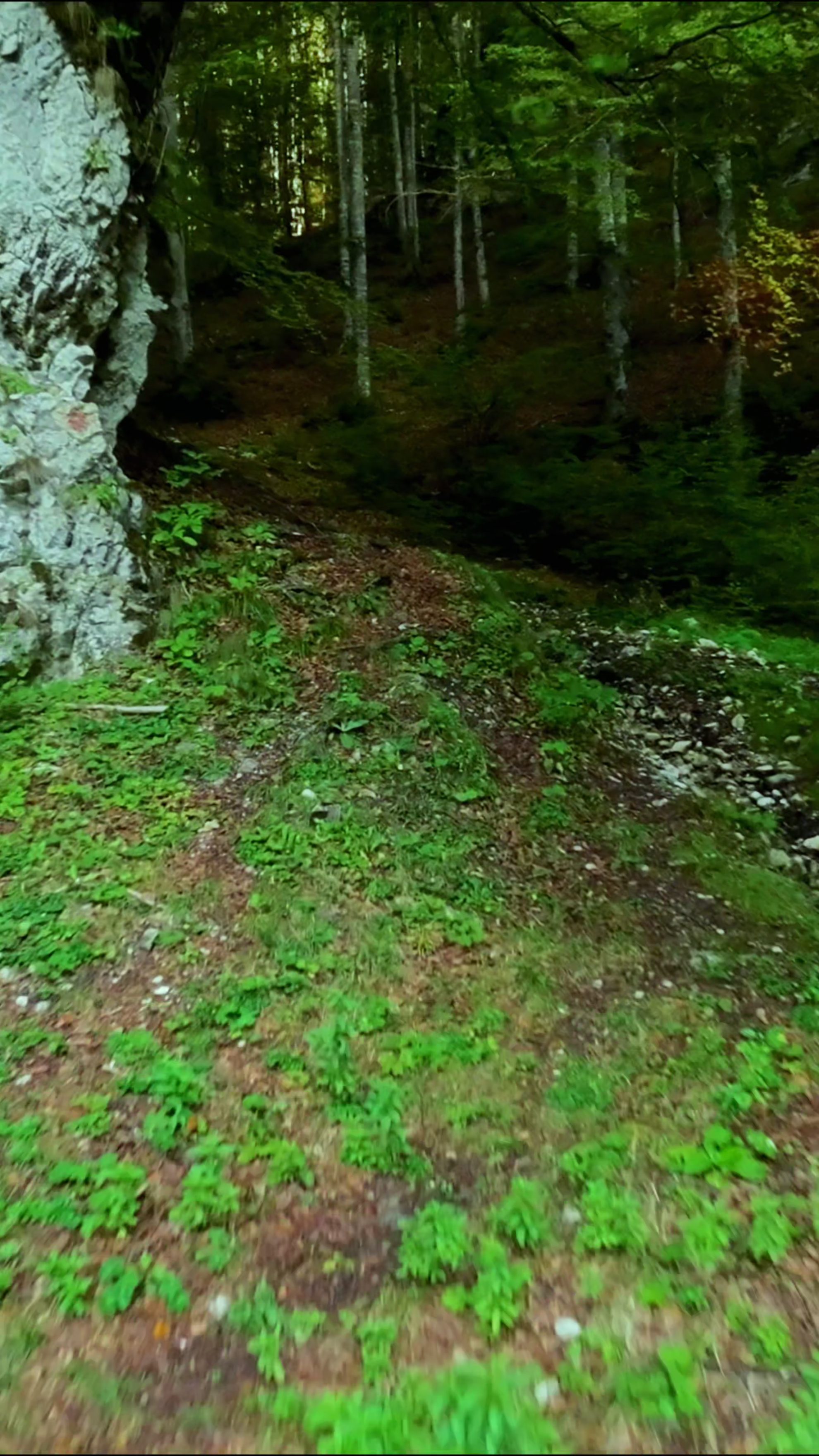 Ceux qui écoutent le vent à travers les feuilles découvrent des histoires plus anciennes que les humains.