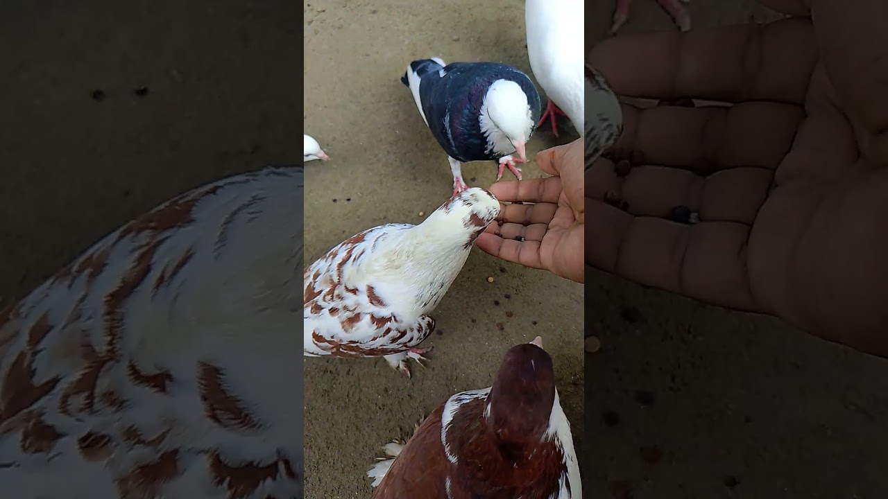 racing pigeon usa, usa racing pigeon champion, racing pigeon training, #usa_pigeon, #pigeon, #shorts