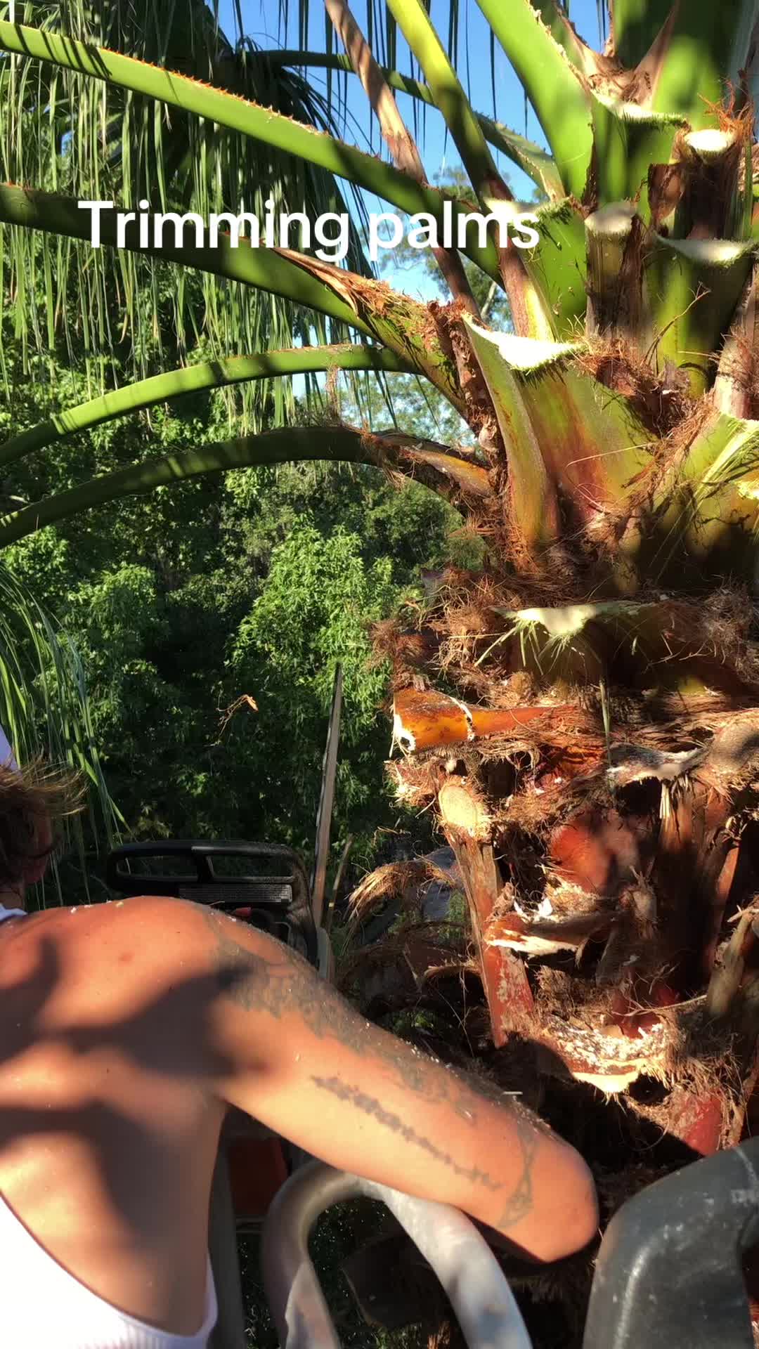 Trimming Tree Service LLC, Palmiers