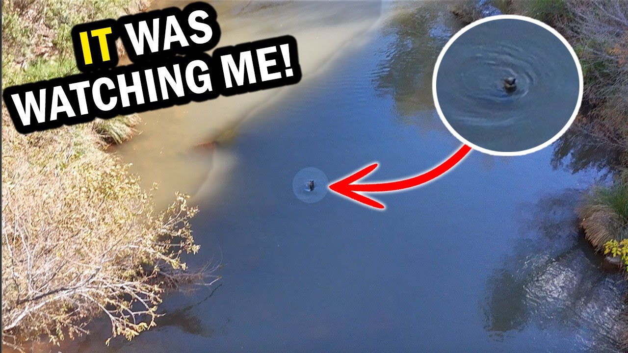 While Exploring a Canyon "Something" Locked Eyes with my Drone!