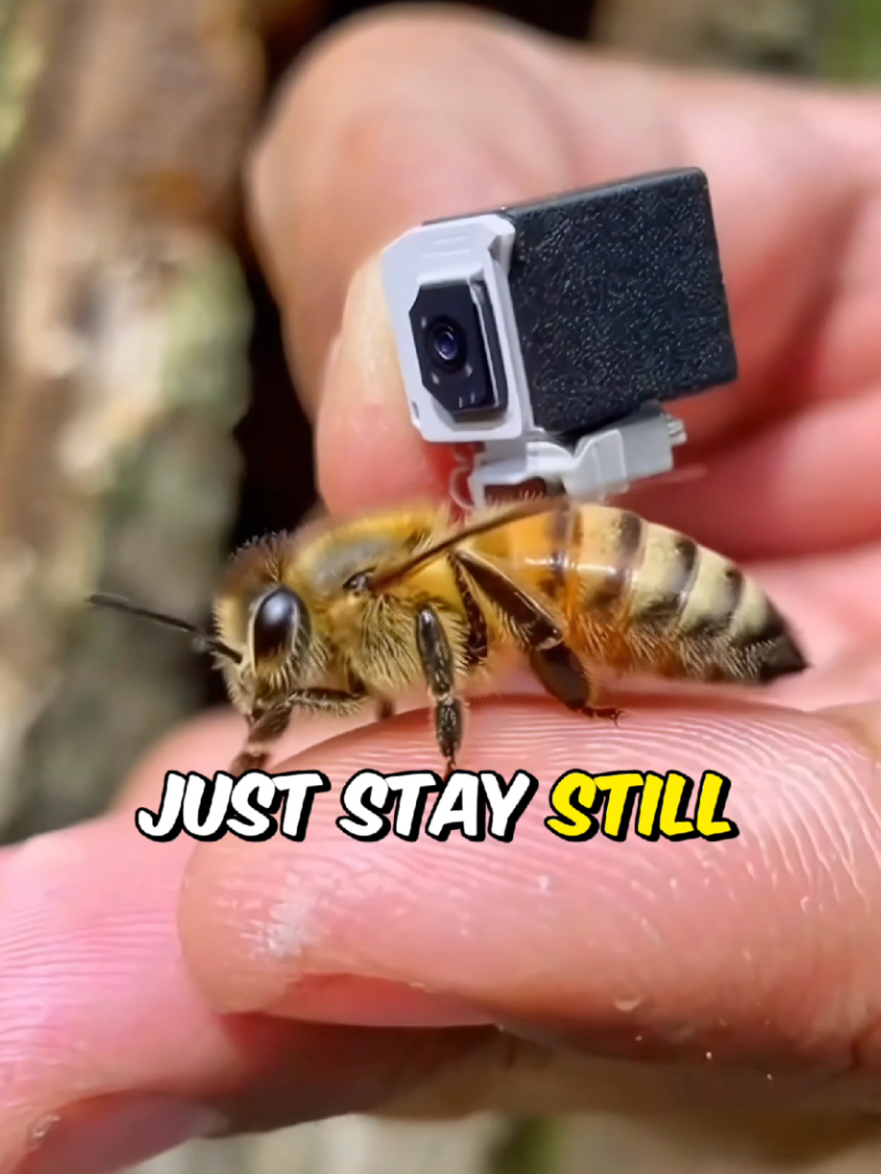 À l’intérieur d’une ruche : images FPV capturées par une abeille