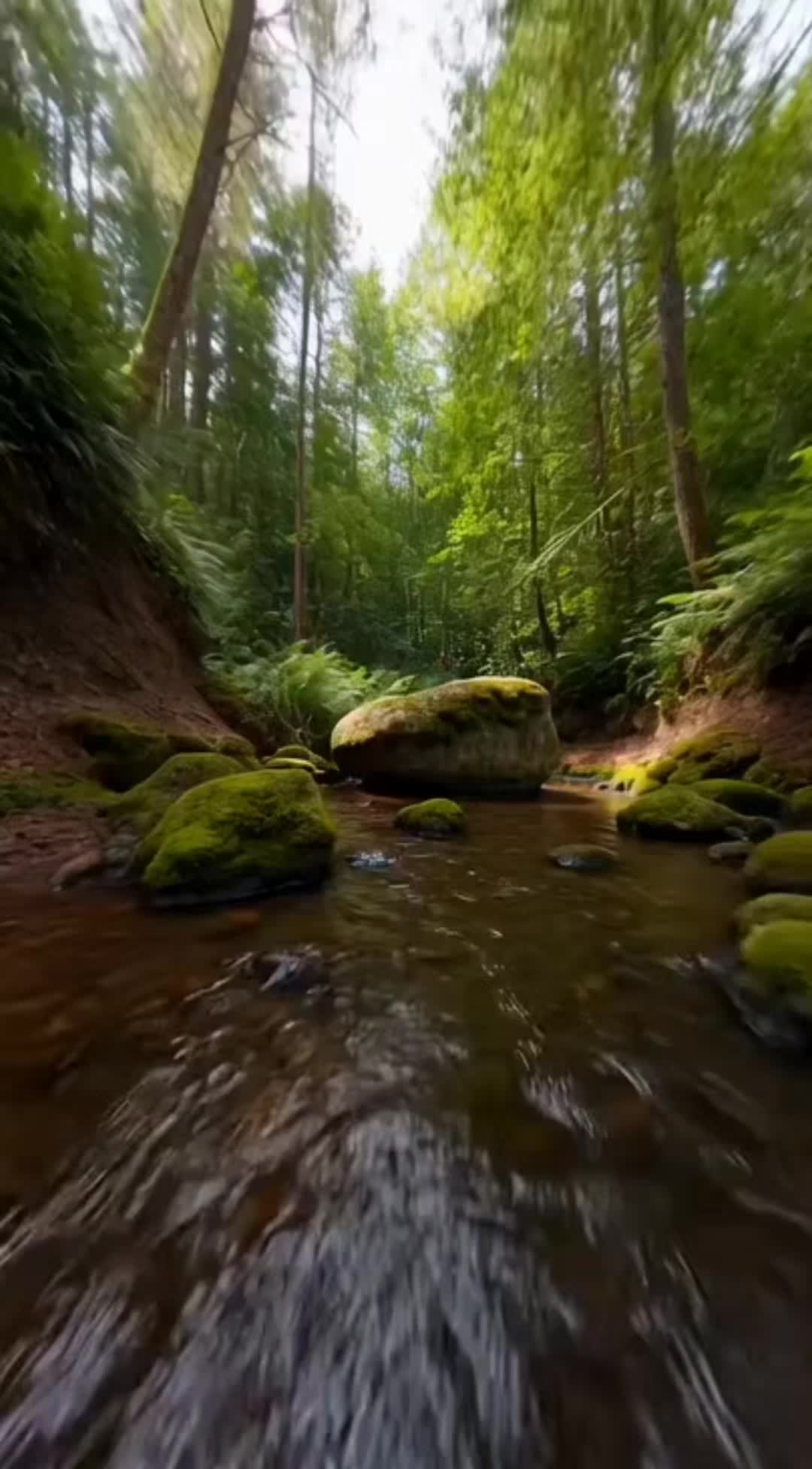 Drone FPV glissant sur un ruisseau de forêt moussue