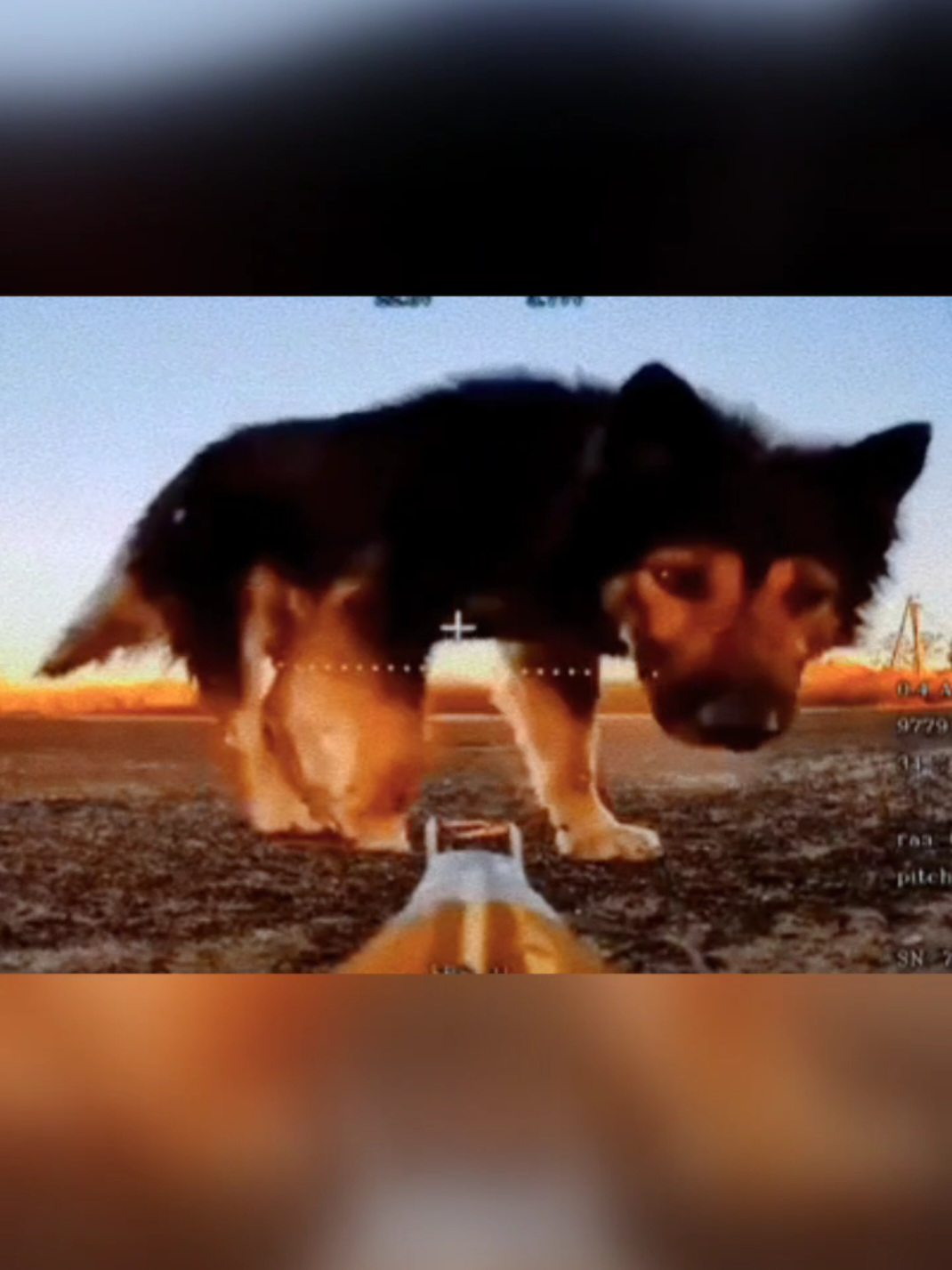 Le chien sait quoi faire avec les drones.